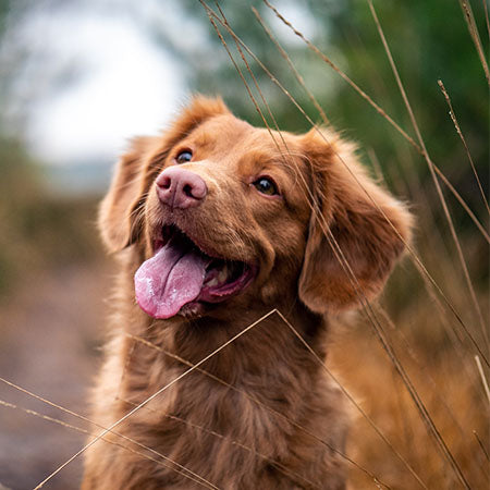 Surprising Benefits of Red Light Therapy for Animals